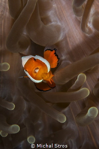 Juvenile clownfish and the sea anemone by Michal Stros 